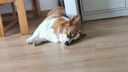 愛肯拿（ACANA）狗粮 全价通用 幼犬成犬牧场盛宴无谷高蛋白犬粮2kg 效期25/12 实拍图