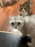 素力高（SolidGold）进口高蛋白金装金素鸡长肉营养成猫幼猫猫粮12磅/5.44kg 实拍图