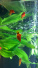 SUNSUN森森鱼缸水族箱加热棒100W自动恒温乌龟缸鱼缸加温棒加热器 实拍图
