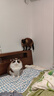 Orijen渴望猫粮 成猫幼猫干粮 全价通用无谷原味鸡肉进口5.4kg效期25/12 实拍图