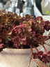 多肉组合盆栽阳台盆栽喜阳植物新手福利按图发货品种花卉好养 小球玫瑰老桩 30-35头白陶瓷栽好 晒单实拍图