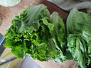 【高原夏菜】钟灵山罗马生菜400g 实拍图