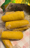 十月稻田 黄糯玉米 3.52斤(220g*8根) 25年新玉米 东北玉米 早餐 低脂粗粮 实拍图