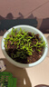 德沃多肥料勿忘我种子DIY儿童趣味种植盆栽套装学生植物观察杯六一儿童节 晒单实拍图