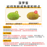 京鲜生海南老树菠萝蜜 23-27斤装 净重23斤+  生鲜水果 源头直发 实拍图