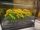 三只松鼠全麦椰香红豆卷1000g 全麦面包吐司小蛋糕早餐休闲零食糕点点心 实拍图