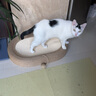 licheers剑麻猫抓板耐磨不掉屑耐抓猫爪板猫窝一体猫咪磨爪板超大号 实拍图