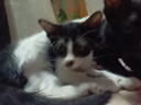多特思（DOTUS）猫零食猫条混合口味15g*100支0添加0诱食剂成幼猫咪零食罐头湿粮 实拍图