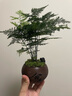 开时果 文竹盆栽桌面摆件盆景 办公室植物竹子水培绿植盆景源头直发包邮 【高端款】舍得紫砂盆+假山+底托 实拍图