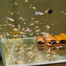 水医生硝化细菌鱼缸水族箱稳除氯气清澈剂净水分解粪便消化用品 鱼缸净水剂1000ml 实拍图