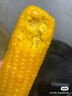 新鲜黄糯玉米真空包装速食玉米低脂粗粮代餐杂粮早餐包邮京东快递 4棒装（180g-220g/棒） 实拍图