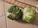 新鲜甘蓝包菜卷心菜新鲜嫩绿莲花白现摘现发早餐减脂 新鲜包菜 1.5-2斤 人工挑拣 实拍图