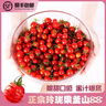 顺丰沙漠玲珑小番茄千禧圣女果新鲜小西红柿5斤装现摘釜山88现货W 3斤 实拍图