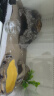 BARBAROUS GROWTH树脂爬宠饲养箱造景爬宠喂食盆水龟寄居蟹泡澡盆守宫蜥蜴角蛙食盘 水盆小号【防摔 容量大】 晒单实拍图