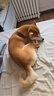 Orijen渴望狗粮 成犬幼犬无谷天然鸡肉进口全价通用犬粮11.4kg效期26/2 实拍图