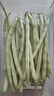 京鲜生 新鲜四季豆 750g 简装 新鲜蔬菜 云南产地春节也送货 实拍图