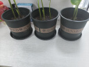 墨斗鱼花盆加仑盆加厚高款2加仑*3多肉绿萝月季盆栽树脂塑料简约带托盘 实拍图