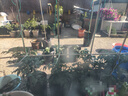 竹竿菜园搭架竹子户外旗杆黄瓜豆角爬藤菜架竹杆支架豇豆搭架杆 30根【精品竹竿】 1厘米粗2米长 实拍图