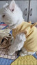 猫咪衣服狗狗衣服小型犬夏薄款宠物衣服可牵引泰迪比熊衣服猫衣服 【黄油小熊】-透气华夫格 M /适合5-7斤 立体刺绣/可戴牵引绳 实拍图