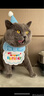 布丁喵喵 宠物生日围兜帽子 蓝色【赠生日蜡烛】狗狗猫咪生日派对装饰拍照 实拍图