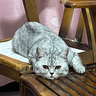 京东京造全价生骨肉双拼猫粮10kg四珍乌鸡口味成猫幼猫鲜肉猫粮 实拍图