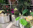 古峪户外不锈钢花箱室内外摆圆筒花箱商业成品花箱组合弧形花坛定制 白色 直径30cm*高30cm 201不锈钢 实拍图