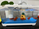 阔庭（KUOTING）缸水族箱生态桌面鱼缸新款懒人鱼缸生态造景过滤制氧一体机白色 实拍图