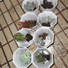 多肉组合盆栽阳台盆栽喜阳植物新手福利按图发货品种花卉好养 碧桃+粉公主+娃娃+蓝精灵+送盆土 实拍图