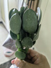 蝴蝶之舞 玉树盆栽老桩盆景大型多肉植物室内阳台办公桌红边大叶多肉植物 玉树2年苗（杆子1.2cm粗20cm高） 不含盆 实拍图