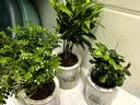花翁栀子花盆栽四季开花卉大全树苗室内绿植好养易活九里香源头直发 实拍图