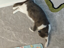 lorde里兜猫砂小黑核破碎混合砂强效除臭去味易洁团2.5kg×6袋【囤货】 实拍图