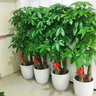 绿韵花田【两小时达】步步高发财树盆栽植物室内大型植物客厅开业公司门口 金钱树一对 实拍图