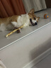 麦富迪 狗狗零食 鸡肉细切牛皮圈100g中小型犬磨牙棒奖励解馋宠物零食 实拍图