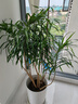 叹为观止 大型盆栽 单杆辫子发财树天堂鸟绿萝散尾葵办公室内开业乔迁礼品 柳叶百合竹1.2-1.4米 含盆 实拍图