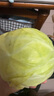 新鲜甘蓝包菜卷心菜新鲜嫩绿莲花白现摘现发早餐减脂 新鲜包菜 1.5-2斤 人工挑拣 实拍图