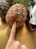 云南黑钻凤梨 新鲜水果非菠萝手撕凤梨产地直发 2个装 单果1.3斤起 实拍图