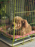 疯狂小狗狗粮小耳朵冻干夹心犬粮幼犬成犬通用50g 实拍图