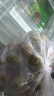 京鲜生 广东妃子笑荔枝 单果18g+净重5斤 新鲜水果 源头直发包邮 实拍图