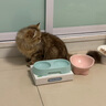 柒哦猫碗陶瓷猫粮碗狗碗食盆猫咪护颈斜口饮水碗大号防打翻宠物用品 桃粉陶瓷碗 实拍图