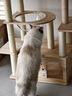 派阿哥实木太空舱猫窝大型猫爬架豪华剑麻猫树一体猫咪跳台太空舱猫架子 195cm 7层 P72【195*110*40】 轻奢松木板+实木剑麻柱 实拍图