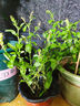 蓝雪花苗盆栽大苗带花苞阳台植物好养的花卉四季开花不断天竺葵鲜 蓝雪花30-35厘米左右高一盆（原盆土栽好） 实拍图