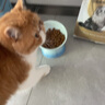 ROYAL CANIN皇家猫粮英短猫粮成猫粮全价猫粮通用粮 P30波斯猫成猫猫粮2kg 实拍图