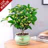 开时果 四季桂花树苗盆栽老桩浓香型花卉 室内植物客厅阳台好养绿植盆景 【家居点缀】精品桂花/40-50cm+郁金香瓷盆 基地直发 实拍图