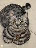麦富迪 猫粮猫零食猫湿粮猫条猫罐头barf霸弗生骨肉喂养尝鲜包542g 实拍图