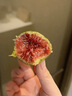 骑猴赶马山东威海青皮无花果【顺丰空运】新鲜无花果鲜果青皮无花果新鲜 【净重1.8斤丨空运闪送】 实拍图