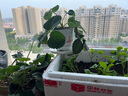 北蔬 草莓苗带土发货盆栽秧苗地栽水果苗 奶油草莓苗3盆源头直发包邮 实拍图
