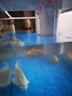 阔庭（KUOTING）鱼缸水族箱生态桌面鱼缸新款懒人鱼缸过滤制氧一体白色【特大号】 实拍图