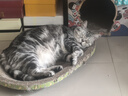 佩玛思特PetMaster深海鱼猫粮室内美毛及理想体态成猫粮2kg 实拍图