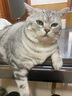 福来恩猫咪体外驱虫3支装+海乐妙体内驱虫3片装体内外驱虫 实拍图