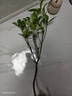 CHUANGSHIJI沙糖桔树苗南方北方种植橘子树苗柑桔果树果苗嫁接砂糖地栽盆栽 3年苗 (当年结果) 81cm(含)-110cm(含) 实拍图